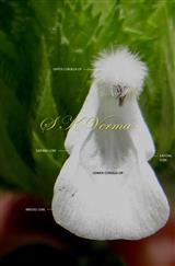  Flower (Corolla limb)